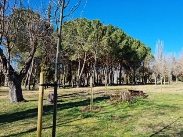 Alcorques vacíos y falta de sombra: los vecinos contabilizan la falta de al menos 1.700 árboles en Toledo