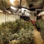 Detienen a un hombre por un cultivo de casi 600 plantas de marihuana en una vivienda ocupada en Erustes