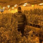 Detenida una anciana de 73 años por cultivar 552 plantas de marihuana en Hormigos