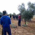 Agricultores de Madridejos se forman en la poda del pistacho y del olivo