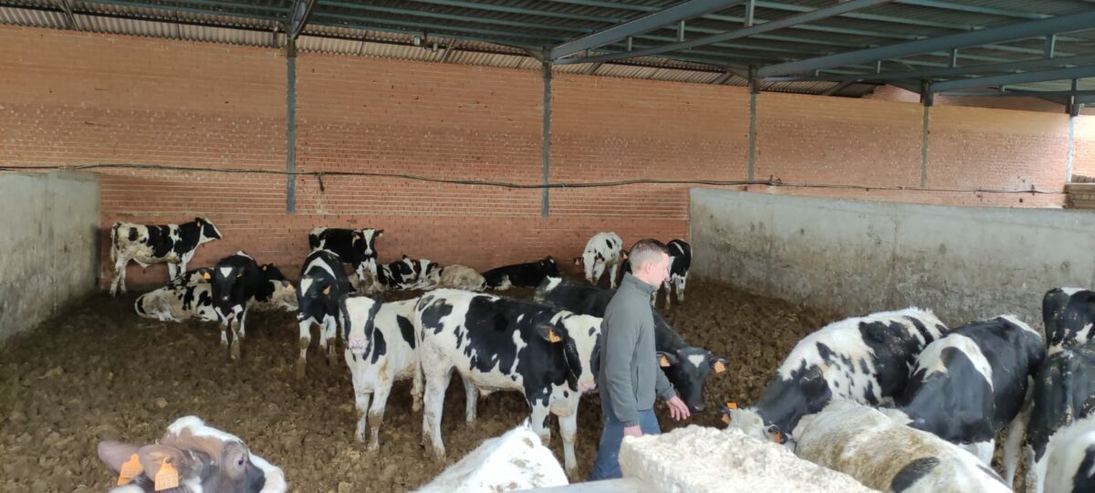 Confirman los primeros casos del virus Shamonda en cuatro explotaciones de vacuno en Toledo: "No afecta a la calidad"