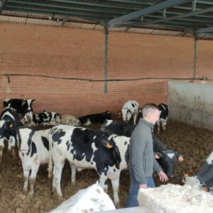 Confirman los primeros casos del virus Shamonda en cuatro explotaciones de vacuno en Toledo: "No afecta a la calidad"