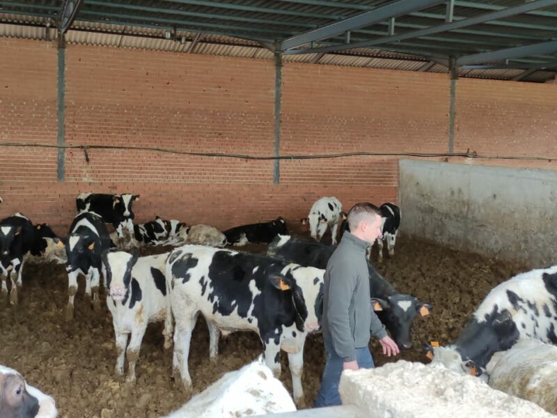 Confirman los primeros casos del virus Shamonda en cuatro explotaciones de vacuno en Toledo: "No afecta a la calidad"