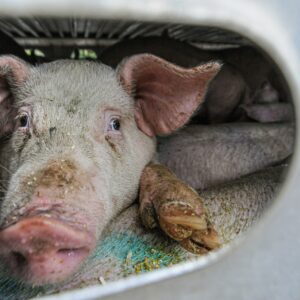 Los Premios Porc D'or eligen Toledo en la que será su primera celebración en Castilla-La Mancha