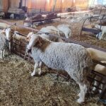 Estos son los mataderos de Toledo que pueden sacrificar animales tras la viruela ovina