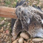 Arranca el juicio suspendido en enero por el caso de envenenamiento masivo de aves rapaces en Gerindote