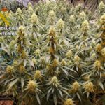 Hasta doce personas detenidas por cultivar marihuana en cuatro viviendas de Alcabón