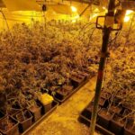 Más de 10 mil plantas de marihuana incautadas y una veintena de personas detenidas en una nueva operación antidrogas en la provincia de Toledo