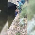Rescatan a un corzo exhausto incapaz de salir del agua en un canal de Villarrubia de Santiago