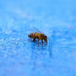 Varias colmenas de abejas provocan el cierre de la piscina municipal de Azucaica