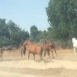 VÍDEO | La Guardia Civil rescata a ocho caballos y dos perros del incendio de Palomeque