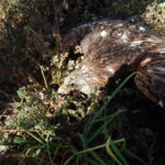 Águilas, milanos o búhos reales: denuncian la muerte de nueve rapaces protegidas en Toledo