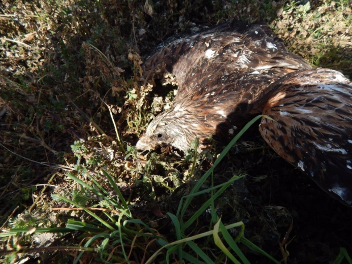 Águilas, milanos o búhos reales: denuncian la muerte de nueve rapaces  protegidas en Toledo - Noticias Toledo y Provincia | Toledodiario