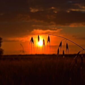 La Junta pide al Ayuntamiento de Talavera de PP-Vox que "no alarme" a los agricultores: "No se quedan fuera de las ayudas frente a la sequía"