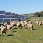 'Pastoreo solar', la apuesta de la Asociación de Suelo Rústico de Méntrida para combinar fotovoltaicas y ganadería