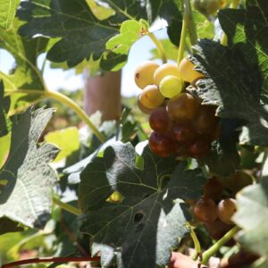 La sequía generará "muchas dificultades" en la próxima vendimia: poca uva, estrés en la viña o vinos desequilibrados