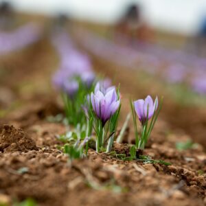 Los Caminos del Azafrán de La Mancha celebran en Madridejos su primer Encuentro Gastroturístico