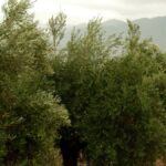 Mora impulsa un proyecto de regadío social que beneficiará a 60 familias dedicadas al olivar
