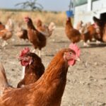 gallina granja ecologico sostenibilidad medio rural campo ganaderia agricultura consumo