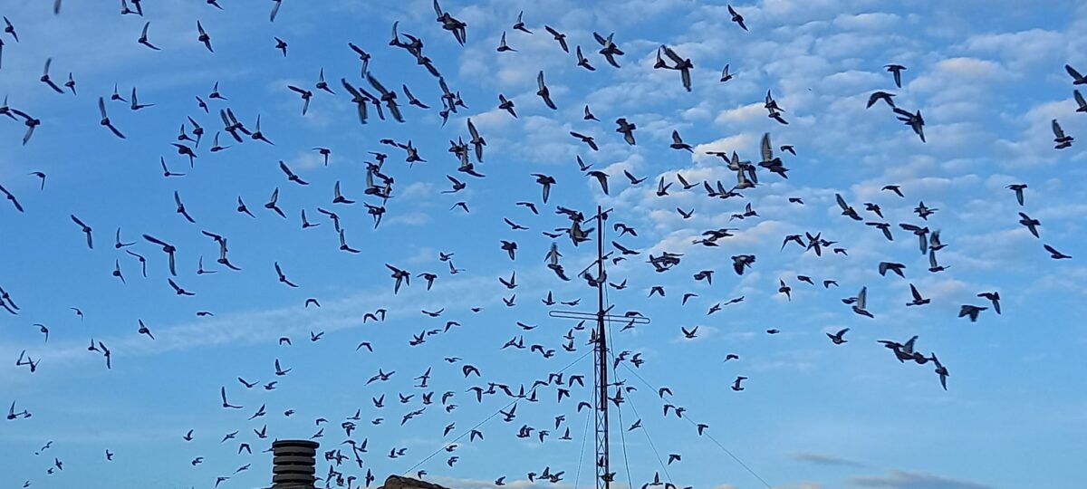Espantar a palomas con drones, la propuesta del Ayuntamiento de Toledo para evitar la invasión de estas aves