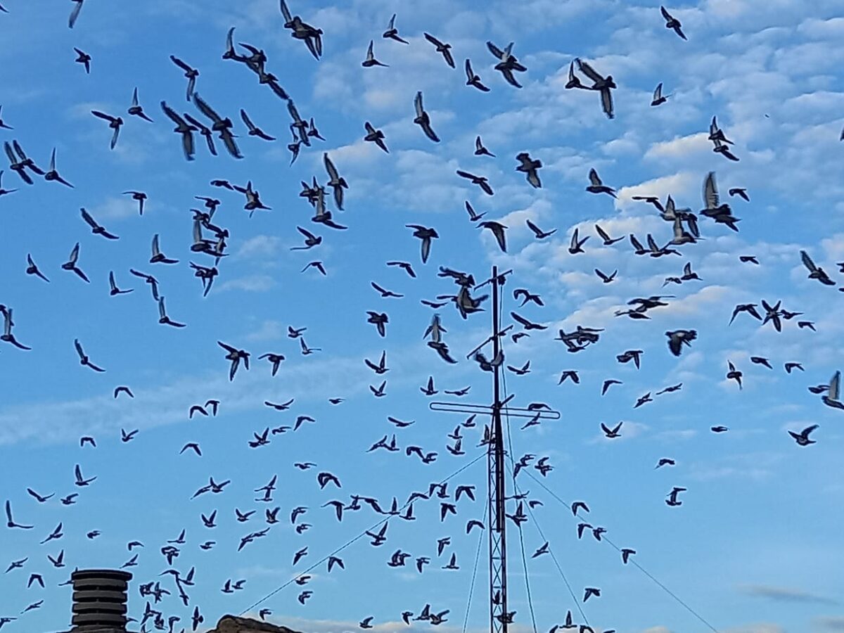 Espantar a palomas con drones, la propuesta del Ayuntamiento de Toledo para evitar la invasión de estas aves