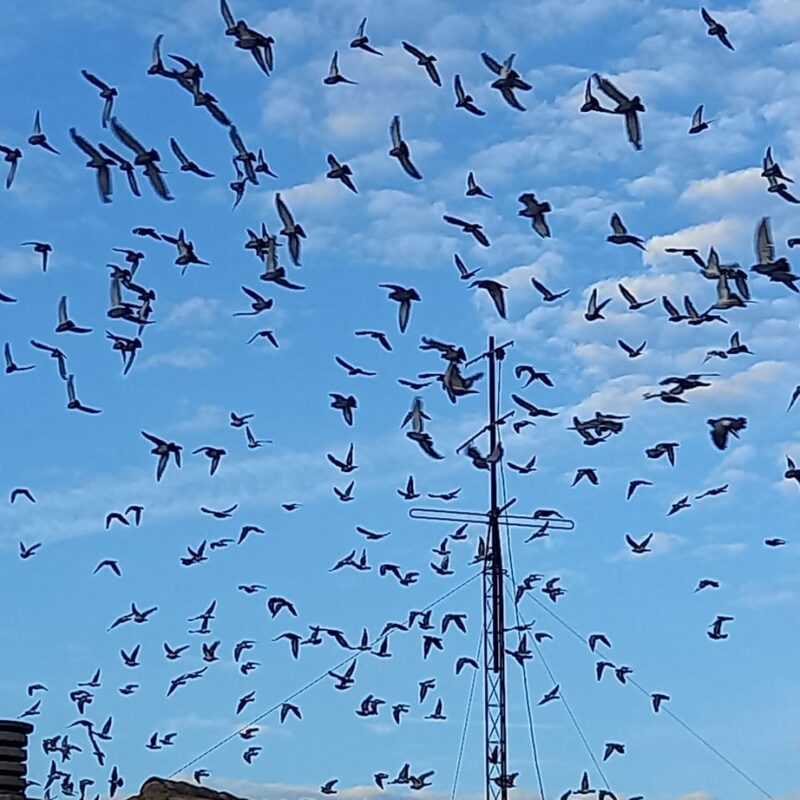 Espantar a palomas con drones, la propuesta del Ayuntamiento de Toledo para evitar la invasión de estas aves