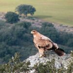 La provincia de Toledo, territorio estrella para la recuperación del águila imperial ibérica