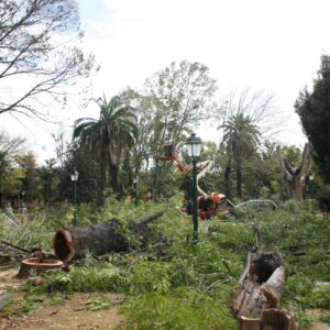 El juzgado desestima paralizar las obras en los Jardines del Prado pero se detiene la tala de arbolado tras las protestas