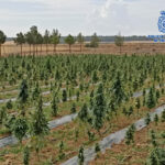 Desmantelan una parcela con 38.000 plantas de marihuana en Tembleque y otra con 3.000 en Villacañas