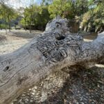 El mítico "tronco tallado" de Safont abandona el parque para incluirse en una muestra de esculturas al aire libre