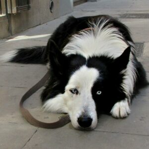 Aumentan los perros con "gastroenteritis grave" en Toledo: “Cuando hay un pico así da la casualidad de que el Ayuntamiento está fumigando"