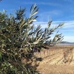 olivar campo agricultura vid olivo