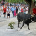 Yuncos, sin toro enmaromado por Navidad: los animalistas se felicitan y los organizadores critican a la Junta y harán una suelta de reses