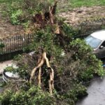 El Gobierno de Talavera defiende la tala en los Jardines del Prado tras la caída de un árbol que no causó heridos
