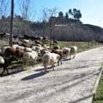 ovejas ganado pastoreo ganaderia rio tajo senda