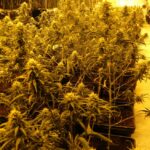 Desmantelado en Cazalegas un cultivo de marihuana con más de mil plantas