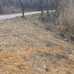 ARBA Toledo denuncia "el destrozo del bosque de ribera del Tajo" durante actuaciones de limpieza en la senda ecológica