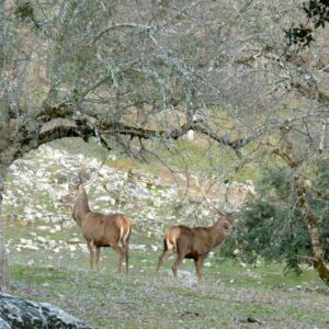 'Con el oído de un búho', la experiencia que te adentrará en la naturaleza de la provincia de Toledo