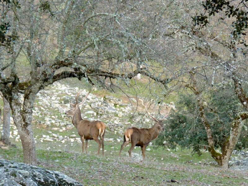 'Con el oído de un búho', la experiencia que te adentrará en la naturaleza de la provincia de Toledo