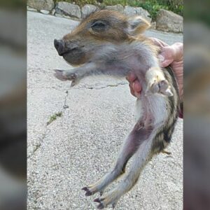 Desconcierto de las fuerzas policiales ante la Ley de Protección animal
