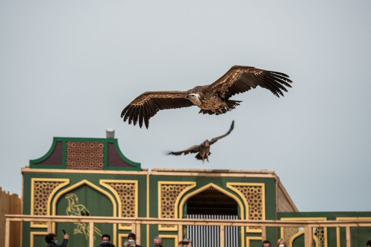 Puy du Fou aparta a sus responsables de animales mientras investiga la denuncia por enterramientos en el parque