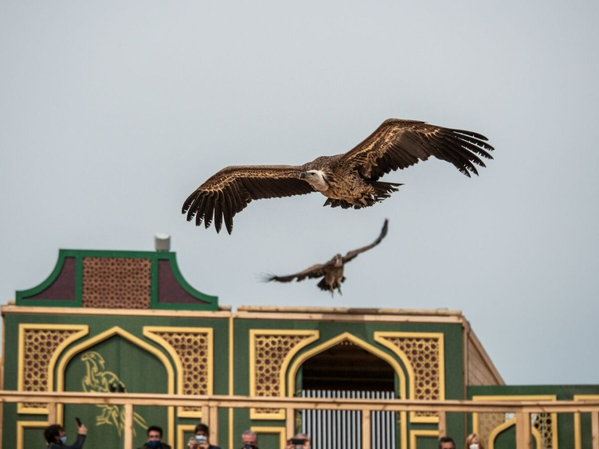 Puy du Fou aparta a sus responsables de animales mientras investiga la denuncia por enterramientos en el parque