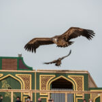 Puy du Fou España_Cetrería de Reyes_Buitres_1