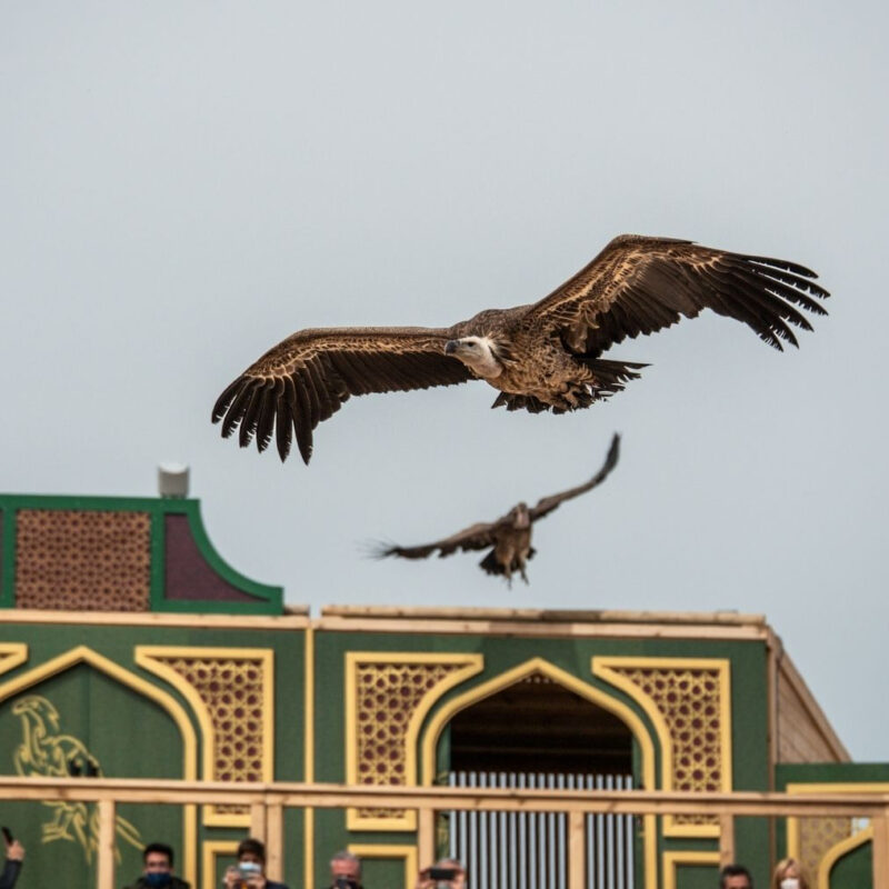 Puy du Fou aparta a sus responsables de animales mientras investiga la denuncia por enterramientos en el parque