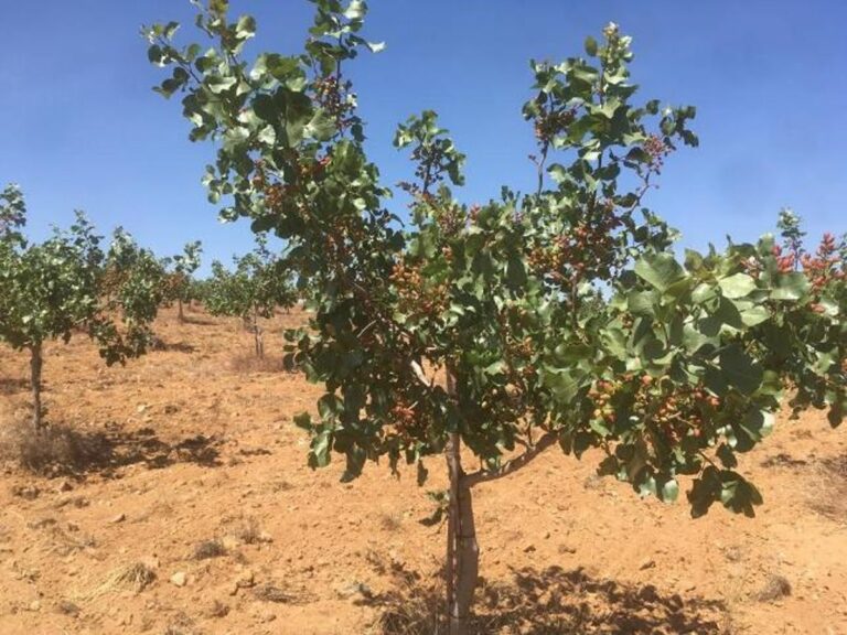 Plantación de pistacho / Foto: Europa Press