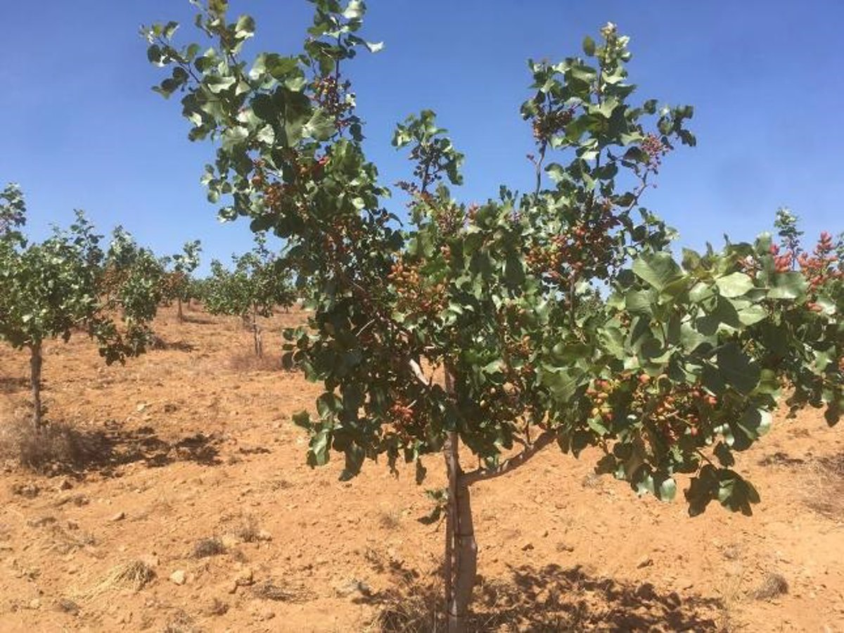 Toledo acogerá en febrero de 2027 el World Pistachio Congress, primer gran foro internacional de este fruto al alza