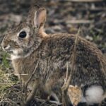 Sin conejos en Marrupe: "La desaparición de los usos tradicionales ha provocado también la de las especies asociadas"