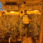 Desmantelan un centro de producción de marihuana a gran escala en Talavera de la Reina