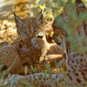 El lince ibérico pasa de ser una especie "en peligro de extinción" a "vulnerable", un cambio que rechaza la Junta