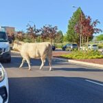 La Policía Local de Toledo abate a una vaca en el Polígono que se había escapado del matadero